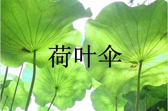 绘本：送你一把荷叶伞