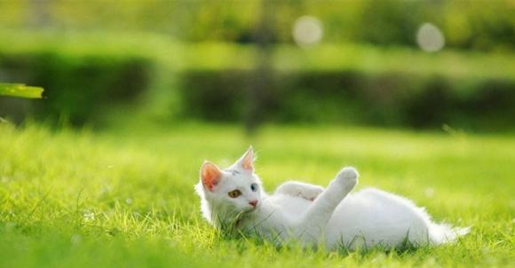 幼儿绘本故事：云养猫