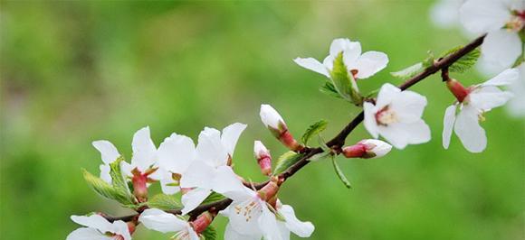 幼儿绘本：花瓣儿鱼（花瓣鱼）