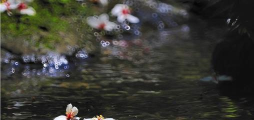 幼儿绘本：花瓣儿鱼（花瓣鱼）