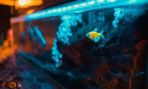 鱼缸摆放风水-鱼缸与家具运势关系