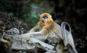 秦岭四宝是指什么，朱鹮、大熊猫、金丝猴