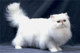 猫的寿命最长能活多少年，一般猫咪的寿命